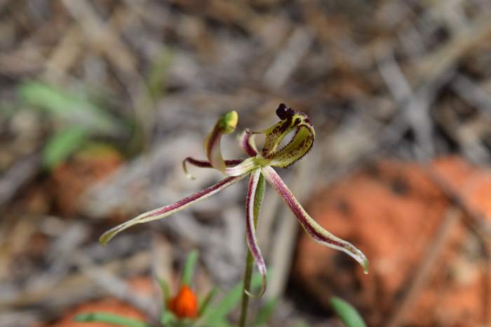 Caladenia barbarossa - Dragon Orchid - Orchid-dragon-latham-Sep-2018p0004.JPG